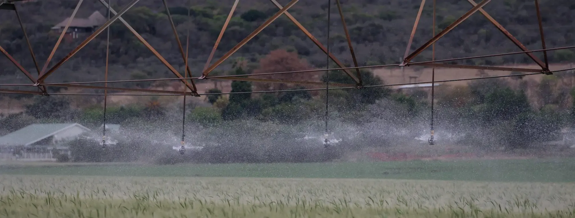 Pívot de riego regando un campo de cereal, con las naves de la explotación al fondo